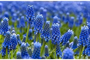 FLORIANA-BULBOSE Bulbos de Flores (10 X Muscari armeniacum)