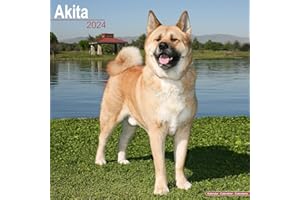Akitas 2024 - 16-Monatskalender: Original Avonside-Kalender [Mehrsprachig] [Kalender] (Wall-Kalender)
