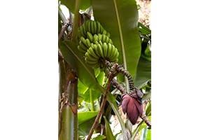 SVI 5 Samen von Musa acuminata Banana Exotic