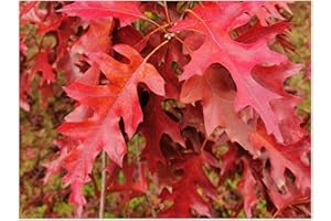 TREE ONLINE NURSERY Red Oak, Quercus Rubra, Decorative Hardy Tree, Rarely Offered, Great for UK Climate, 25-40cm Tall Plant in an 8/9cm Pot