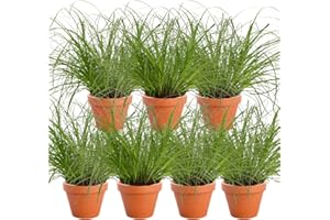 BLUME IDEAL Set de 7 Plantas “Hierba Gatera”, +/- 20–30 cm, ø 10–15 cm maceta, 7x Hierba Gatera para casa y oficina, no tóxico y apto para mascotas, calidad del profesional de plantas, envío rápido de plantas