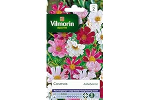 Vilmorin 5248842 Pack de Graines Cosmos Aldebaran Pétales Tubules