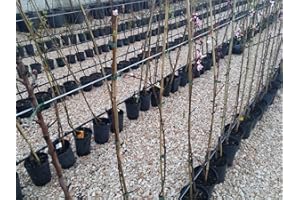 VIVAIO SANTABERNADETTA Kaki Vaniglia Pianta in Vaso Varietà Kaki Vaniglia - 1 Pianta