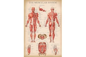 Palatsinlärning vintage muskelsystem anatomiskt diagram - mänsklig muskelanatomi affisch (LAMINATED, 45 cm x 61 cm)