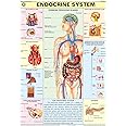HP11S | TeachingNest | Endocrine System Chart 70x100 cm | English | Human Physiology Chart | Synthetic | Wall Sticking [Wall Chart] teachingnest and Human Physiology Charts