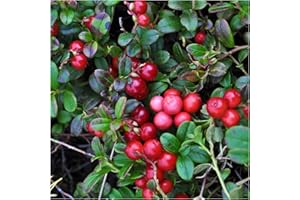 Cranberry Plant Early Black/Vaccinium macrocarpon in 9cm Pot, Dark Juicy Fruit High in Vitamin C 3fatpigs®