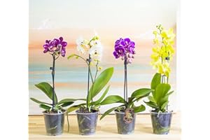 EASY PLANTS 4 Phalaenopsis Blume Moth Orchid Pink White Purple Yellow Colour Indoor Flower Plant in 12cm Pot