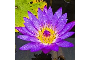 KVHSVB Bulbos de nenúfar, plantas en macetas, plantas de balcón, fragancia violeta, floración todo el año, purificación del agua-30bulbos-C