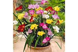 Haloppe 200 Unids Fresia Flores Plantas Semillas para la Plantación de Jardín en Casa, Fresia Semillas Bonsai Semillas de Flores Naturales para Jardín Semillas de fresia