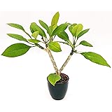 POWERS TO FLOWERS - PLUMERIA FRANGIPANI, altezza 40/60cm, vaso 18, pianta vera