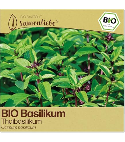 Ocimum tenuiflorum - indisches Basilikum "Tulsi" - heiliges Basilikum -  100+ Samen : Amazon.de: Garten