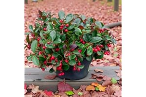 Carbeth Plants Gaultheria Procumbens Big Berry in 10.5cm Pot - Evergreen Ground Cover Shrub with Large Red Berries - Colourful Autumn & Winter Interest Plant for Pots & Woodland Borders (1)