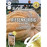 Riesenkürbis Atlantic Giant Samen, Saatgut