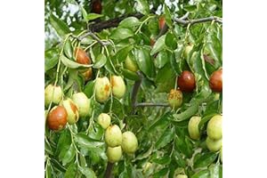 LAMPHLE Semillas de azufaifo, 100 PCS Semillas de azufaifo Dulce Ligero Semillas de frutas naturales Semillas de árboles frutales Semillas de vegetales Semillas de azufaifo