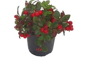 HARRO'S PFLANZENWELT Gaultheria procumbens - rote Teppichbeere, Scheinbeere vim 12 cm Topf