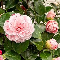 Camellia Japonica Pink - 1 Shrub : Amazon.co.uk: Garden