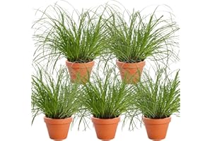 BLUME IDEAL Lot de 5 plantes “Herbe à chat”, +/- 20–30 cm, ø 10–15 cm pot, 5x Herbe à chat pour la maison et le bureau, non toxique & sans danger pour les animaux, qualité du professionnel des plantes