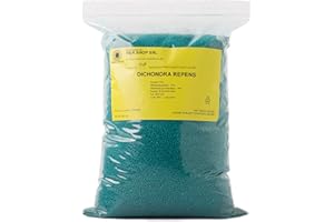 R&R SHOP - Nasiona trawnika, Dichondra Repens, Origin USA, odporne i dekoracyjne (200gr - 20mq)