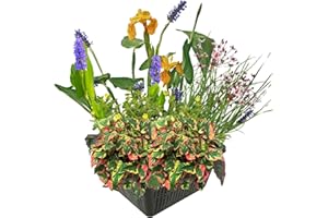 S VD VELDE WATERPLANTEN vdvelde.com - Mini Wasserpflanzen Set Winterhart - 4 Blühende Wasserpflanzen - inklusive Teichkorb, Lehm, Abdeckkies und Teichpflanzen Dünger - Van der Velde Wasserpflanzen
