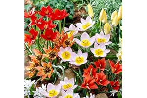 Mélange de tulipes botaniques, 50 Bulbes de tulipes exclusifs de Hollande, Au moins 5 variétés et couleurs différentes, Bulbe résistant à l'hiver et vivace pour le jardin, les pots et le balcon.