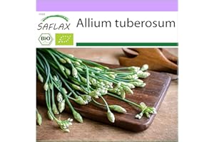 SAFLAX - BIO - Aglio cinese o erba cipollina cinese - 100 semi - Allium tuberosum