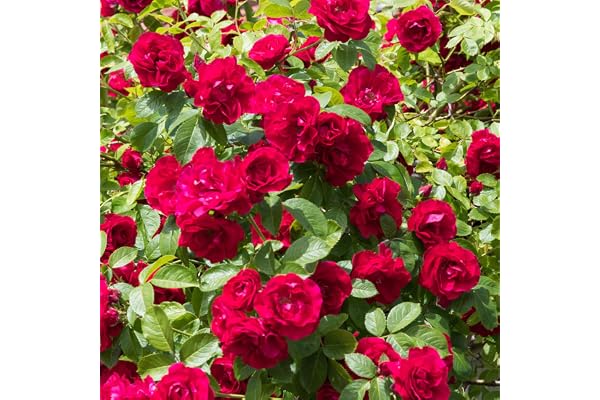 Remarquable Rosier Rouge en pot | Rosiers de jardin haut de gamme avec fleurs colorées en été