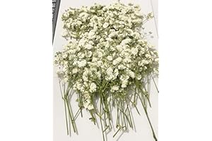 HANDI-KAFU 50 pcs White Baby's Breath Gypsophila Real Natural Dried Pressed Flowers for Resin Crafts DIY Making Wedding Invitation Card Home Party Decor