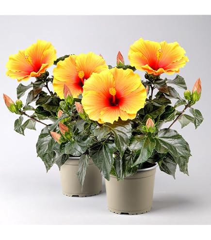 Selten Mehrjhrige Farbenfrohe Hibiskus-Rhizome - Gropackung Fr  Prchtigen Garten & Terrasse - 1 Rhizom C