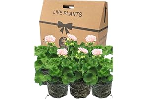 VERDANT LIVING Geranium Plants Live for Planting - 6 Large 1ltr Pot Size Garden Ready, Well Rooted, Established Pot Bedding. Add Flower Colour to Containers, Baskets, Patio & Beds. Salmon Flowers, Green Leaves.