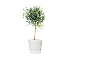 Fruit de Botanicly – Citron caviar en ELHO pot Plastique blanche comme un ensemble – Hauteur: 70 cm – Citrus Australasica