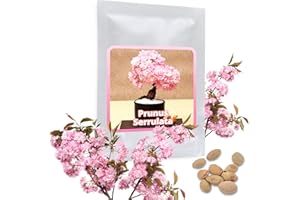 MAGIC OF NATURE Japońska wiśnia ozdobna/kwitnąca wiśnia 10 nasion/opakowanie (Prunus serrulata) - różowe marzenie kwitnienia w ogrodzie