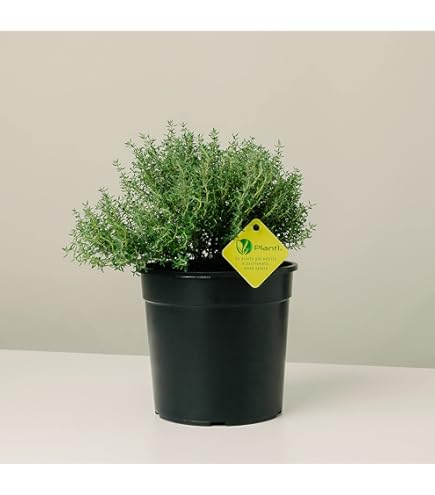 Pianta Di Rabarbaro Rosso In Vaso - Diametro 14 Cm, Pronto Per Trapianto - Foto 8