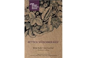 Vit rädisa "Münchner öl" (Raphanus sativus) 100 frön bayersk trädgård-rädisa