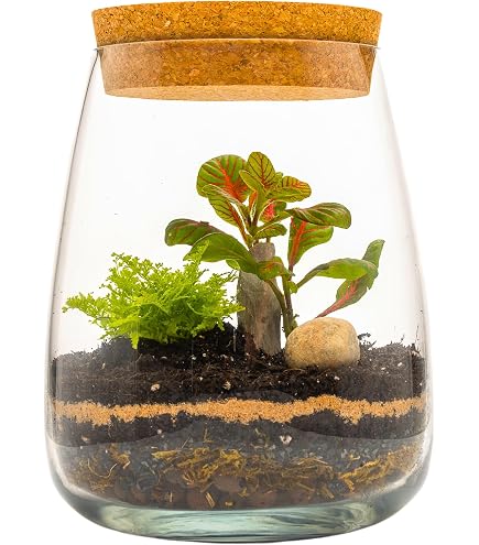 Half Open Glass Terrarium Bottle – Decorative Planter For Succulents, Air Plants, Ferns & Moss, With Cork Lid, Recycled Glass