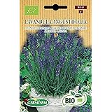 Germisem Lavendel LAVANDULA ANGUSTIFOLIA, ECBIO1143