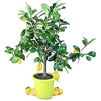 Meine Orangerie Zitronenbaum Piccolo - echte Zitruspflanze - 50 bis 70 cm - veredeltes Zitronenbäumchen im 5 Liter Topf…