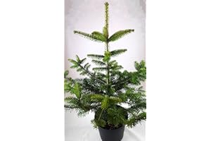 GENERIC Woodlands Trees Living Nordmann Fir Christmas Tree 2-3ft (60-90cm) - Nordmann Fir Tree