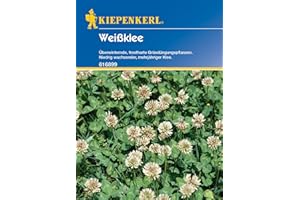 Kiepenkerl Weißklee, 60 g 616899 - Frostharte Gründungspflanzen - mehrjähriger Klee - Inhalt für 30qm - Wuchshöhe 30 cm - Saatgut - Samen, Pflanzen
