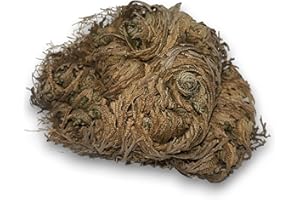 HOSTENATURA Rosa de Jericó Planta de la Fortuna y la Prosperidad