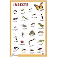 Insects - Thick Laminated Primary Chart