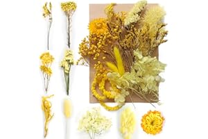 Disnace Fleurs Séchées Naturelles, Fleurs Naturelles Mélangées, Fleurs Pressées Séchées Vraies, Feuilles Florales Décoration pour Scrapbooking Bricolage Résine Époxy Mélange Bricolage (Jaune)