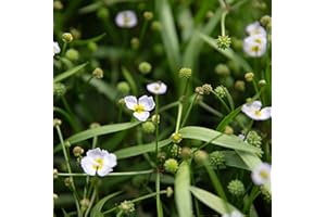 Lincolnshire Pond Plants Ltd - Marginal Aquatic Pond Plant - (Baldellia Ranunculoides) - Plug