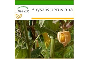 SAFLAX - Aguaymanto - 100 semillas - Con sustrato estéril para cultivo - Physalis peruviana
