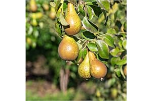 Conference Pear Tree 4-5 ft, Self-Fertile & Heavy Cropper, Ready to Fruit 3fatpigs®