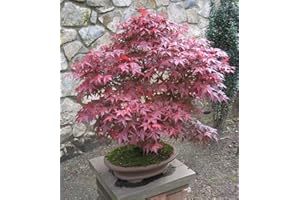 DESCONOCIDO Arce Rojo Japonés (Acer Palmatum- atropurpureum) semillas de árbol