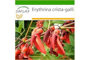 SAFLAX - Karaibski Krzew Koralowy - 6 Nasiona - Z pożywką wolną od zarazków - Erythrina crista galli