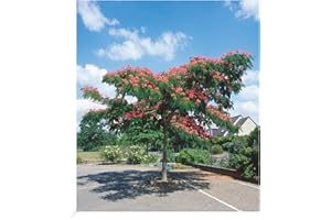 BALDUR-GARTEN GMBH BALDUR Garten Albizia Ombrella, 1 Pflanze, Albizia julibrissin, Seidenbaum, Schlafbaum, schirmartiger Wuchs, | abends Rollen Sich die Blätter zusammen, blühend