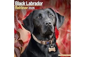 Black Labrador Retriever 2026 Calendar | Square Wall Calendar | Dog Breed Gift | Plastic Free Packaging | by Avonside Publishing