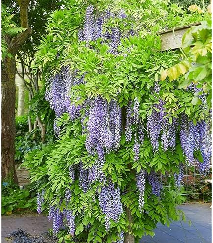 Wisteria floribunda 'Alba' - Blauwe Regen Online Kopen