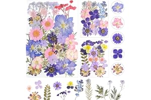 DOG'S BOOTY Flores Secas Flores Preservadas Flores Secas Naturales Flores Preservadas Naturales para Resina para DIY Scrapbooking Manualidades Bisutería Decoraciones (Morado)